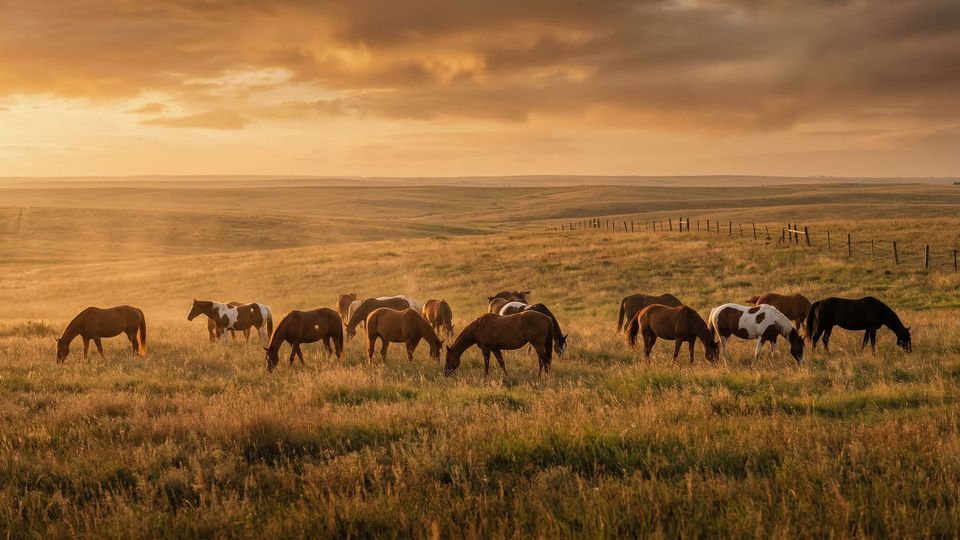 A herd of horses grazes peacefully on the open prairie during a therapeutic equine session at the treatment center.